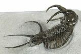 Spiny Ceratarges Trilobite - Zireg, Morocco #350522-2